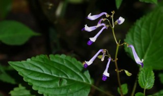 毛萼鞘蕊花能种室内吗 毛萼鞘蕊花养注意事项
