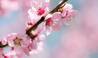 桃花介绍（桃花介绍100字）