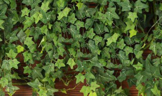 关于常春藤怎么养 常春藤好养不好养