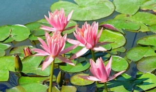 盆栽荷花该如何种植呢 盆栽荷花种植方法