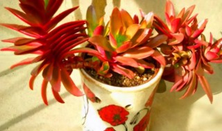 火祭多肉怎么养（火祭多肉怎么养会红）