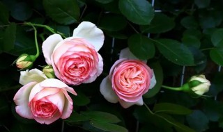 粉龙沙宝石能种阳台吗（粉色龙沙宝石适合阳台种吗）