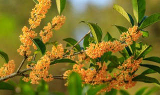 阳台种桂花树吉利吗 桂花树种阳台好不好