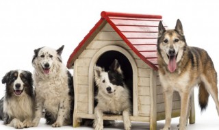 狗笼放家里什么位置好（狗笼子放在家里哪个位置合适）