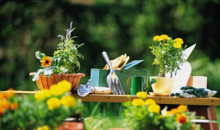 阳台种什么 阳台种什么花好看又好养