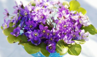 空花瓶放家里什么位置 家里的空花瓶放哪里好