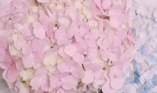 绣球花水培方法（绣球花怎么水养）