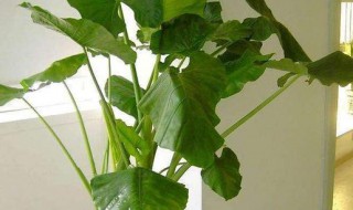 滴水观音水培方法(滴水观音怎么水培养)