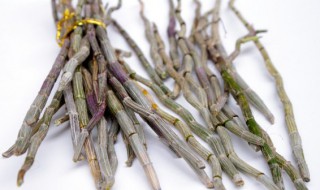 阳台种铁皮石斛方法（阳台种植铁皮石斛方法）