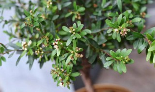 如何种植好赤楠 赤楠怎么移栽