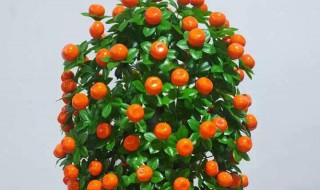 如何种好金钱橘(家里种金钱橘好吗)