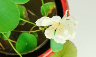 水碗莲的种植方法水培 水培碗莲的种植方法和注意事项