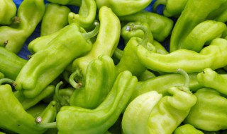 阳台种辣椒怎么授粉 阳台种辣椒需要人工授粉吗