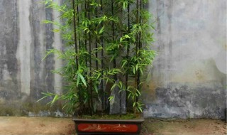 北阳台种竹子的方法（阳台种竹子的注意事项）