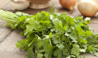 阳台种香菜的方法（阳台种香菜的方法和步骤）