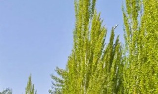 如何种好杨树 怎样栽杨树