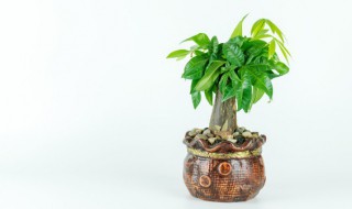 阳台适合种什么 阳台适合种什么植物