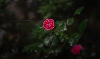 适合种在阳台的花（适合种在阳台的花卉有哪些）