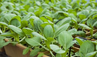 阳台种青菜怎么种（阳台种菜应该怎么种）