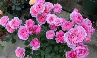 阳台种月季风水好吗（室内种月季有风水讲究吗?）