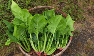 阳台秋季种什么菜好（冬季阳台种什么菜最好）