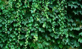 阳台种什么爬藤植物好 阳台种什么爬藤植物比较好