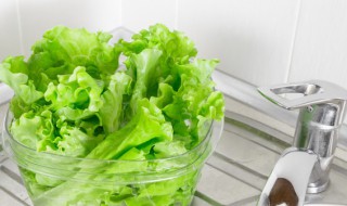 8月份阳台种什么菜（8月底种什么菜）