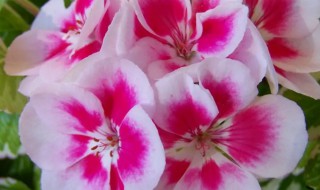 阳台上适合种什么花 阳台上适合种什么花草