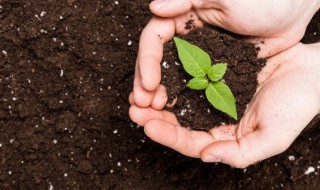 家里阳台种什么树好 家里阳台种什么树好又旺财