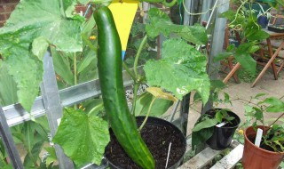 阳台种黄瓜怎么授粉 在家种黄瓜怎么授粉