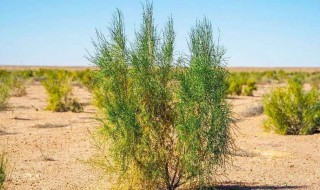 梭梭树怎么种（梭梭树怎么种植,需要什么肥料!）