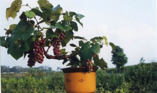 阳台种葡萄树方法 阳台可以种树葡萄吗