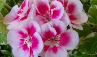 阳台最好种什么花（阳台适合种什么样的花）