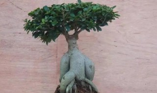 阳台种榕树好吗 榕树养在阳台有什么讲究