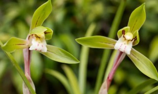 如何种好夜兰花(夜兰花怎样繁殖)