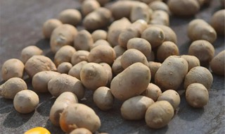 如何种好山药豆 山药豆最简单的家庭种植