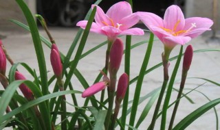 韭菜莲花怎么养殖方法(韭菜莲的养殖方法和注意事项)