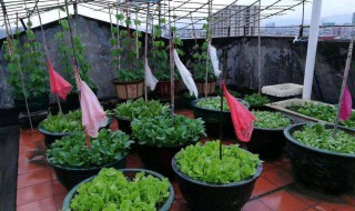 夏季露天阳台种什么(夏天露台种什么植物好)