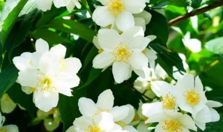 阳台适合种什么花 家庭阳台适合养的花卉