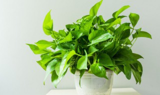 绿萝插扦方法水培(水培绿萝插枝方法)