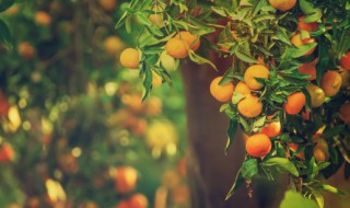 南方阳台种什么果树好（适合北方阳台种植的果树）
