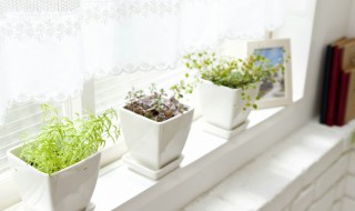 阳台种什么花四季开花（阳台种什么花一年四季都有花开）