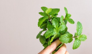 能驱蚊的植物 能驱蚊的植物?