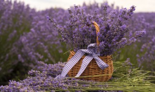 驱蚊虫的植物 驱蚊虫的植物有哪些