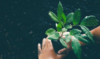 家里放什么植物最好（家里放什么植物最好招财）