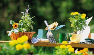 怀孕家里放什么植物好 怀孕家里放什么绿植比较好