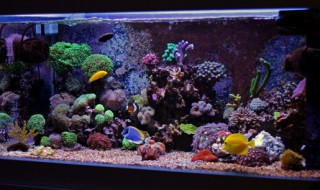 家里放什么东西辟邪(家里放什么东西辟邪最厉害宝宝会怕)