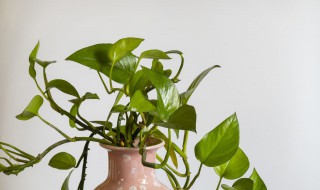 家里装修放什么植物 家里装修放什么植物去甲醛