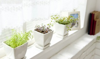 属狗家里放什么植物好 属狗屋里放什么植物好