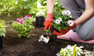 什么花放家里好（什么花放家里好无毒）